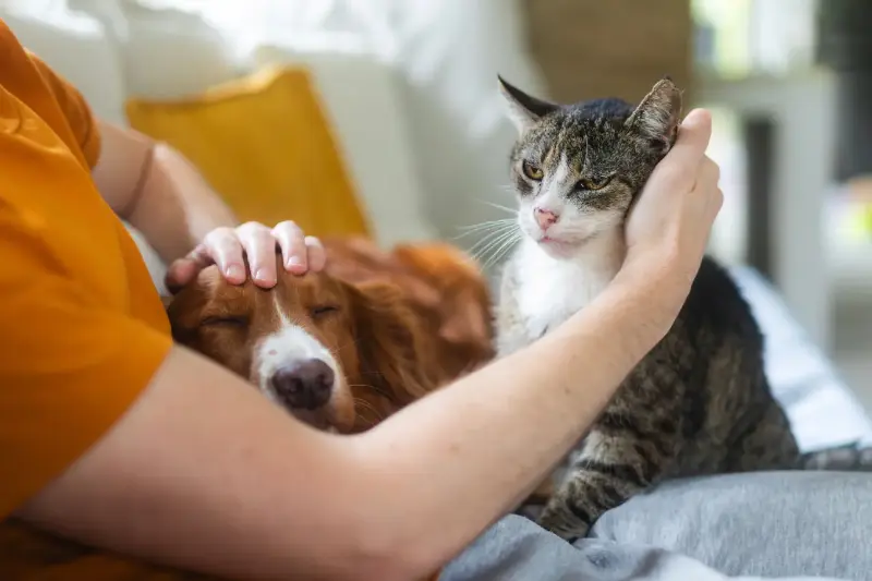 Pourquoi le chat détrône le chien dans les foyers français