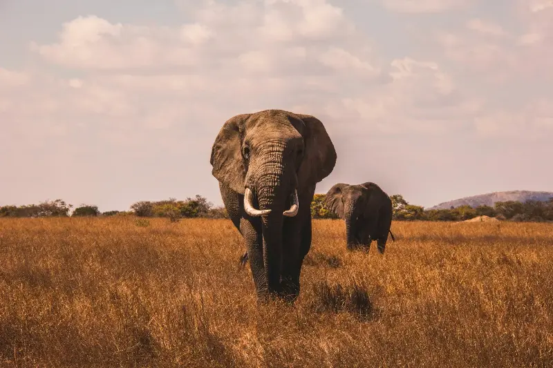 The Astonishing Brains And Deep Empathy Of Elephants That Will Touch Your Soul