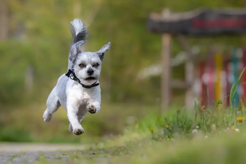 狗狗尾巴語言解密