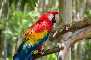 Nature’s Dancers: Discover The Vibrant And Colorful World Of Long-Tailed Parrots In Rainforests