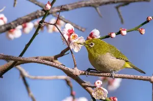 梅の香りが漂う開花期と日本人の美意識