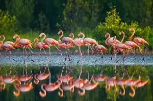 One Leg, Zero Effort: The Physics of How Flamingos Stand