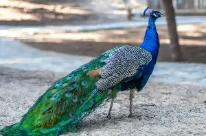 How Peacocks Use Their Colorful Feathers To Attract Mates