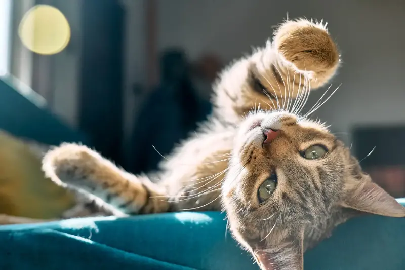 7 Razones por las que tu Gato Ama Dormir en tu Cara y Cabeza