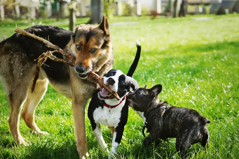Perros sueltos: el consejo experto para paseos más tranquilos