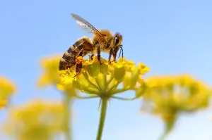 The Secret Power of Honeybees: How These Tiny Wonders Keep Earth Alive