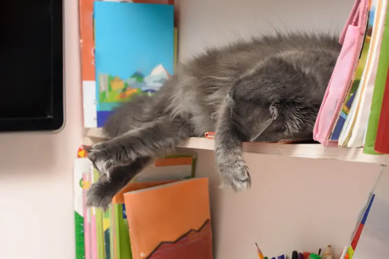 Pourquoi les chats domestiques choisissent-ils toujours le même coin pour dormir