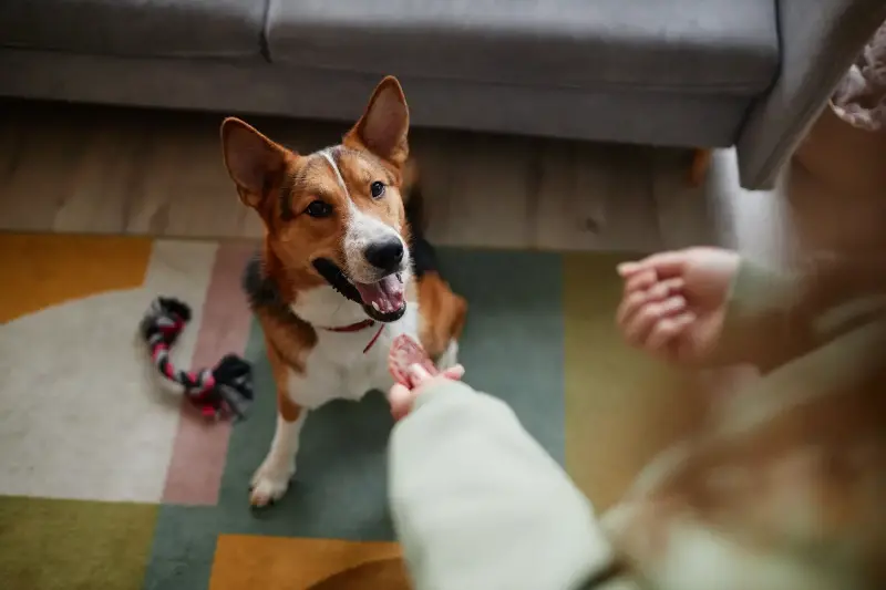 雨の日でも犬が退屈しない室内遊びと知育の工夫