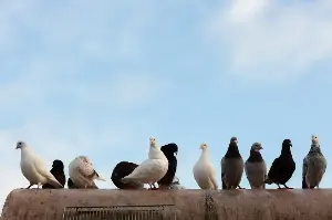 حبوب ذرة مانعة للحمل!.. مدينة بولندية تعتمد طريقة جديدة للتحكم بالحمام الزائد