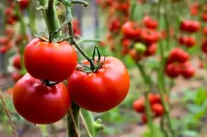 Why Tomatoes Were Feared As Deadly Fruit For 200 Years And The Truth Behind The Myth