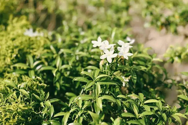 Jardín Nocturno: Plantas que Desprenden Perfumes en la Oscuridad