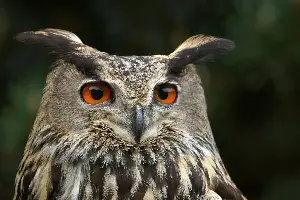 Owl Night Watch: Meet The Silent Guardians With Vision Sharper Than Any Security Camera