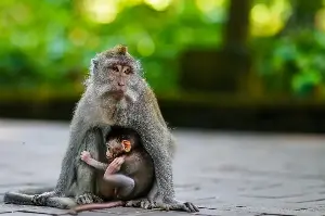 Wild, Clever, and Closer Than We Think: The Secret Lives of Monkeys