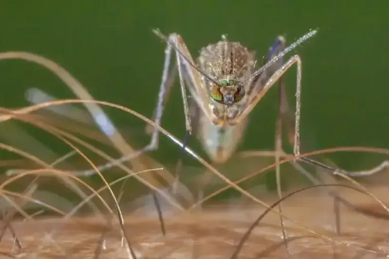 El imparable avance del mosquito que propaga el virus del Nilo
