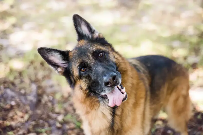 El Misterio del Cabeceo Canino: ¿Qué Revela la Ciencia sobre Este Tierno Gesto?