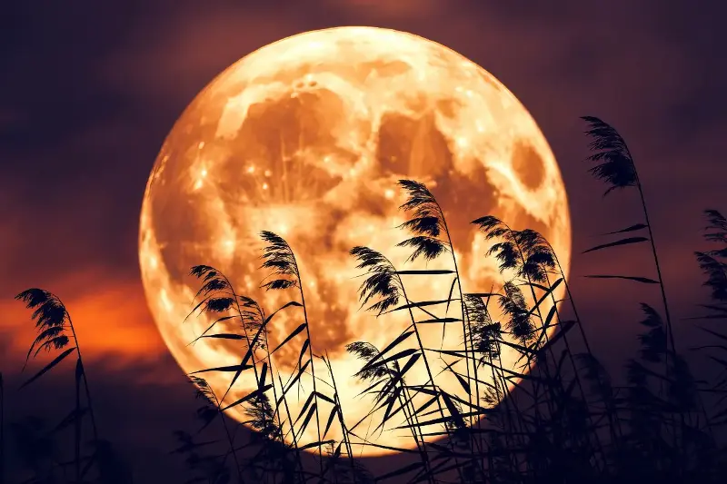 Harvest Moon Wonders: How Science And Ancient Traditions Illuminate The Night Sky’s Brightest Beauty
