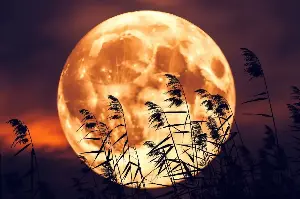 Harvest Moon Wonders: How Science And Ancient Traditions Illuminate The Night Sky’s Brightest Beauty