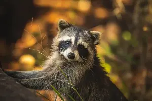 Masked Survivors: The Secrets Behind the Raccoon's Rapid Expansion