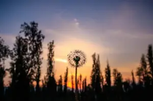 Blowing Wishes Through History: Why Dandelions Inspire Resilience, Joy, And Childhood Magic ✨ 🌼