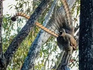 Lyrebird Legends: The Incredible Mimic That Can Copy Almost Any Sound On Earth