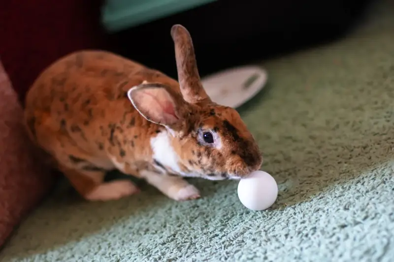 Contrairement aux idées reçues, les lapins ont besoin de vrais défis mentaux