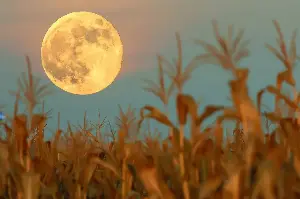 Bridging Miles With Moonlight: Creative Ways To Celebrate Mid-Autumn From Afar