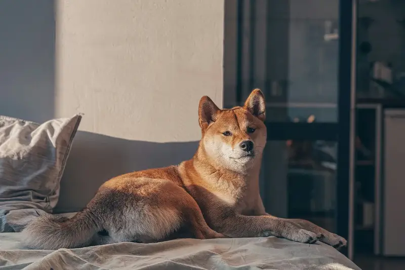 Shiba Inu: De guardiães dos templos às estrelas da internet, o que torna esses cães japoneses tão adorados?