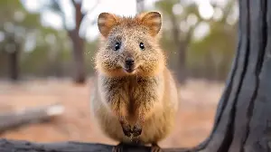Why Quokkas Are Famous For Happiness: The Science And Smiles Behind Their Cheerful Faces
