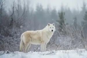 Arctic Mystique: Unveiling The Survival Secrets Of The Solitary Northern Snow Wolf