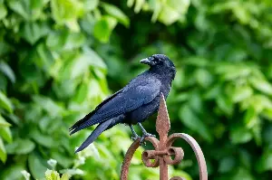 Unbelievable Crow Intelligence: How These Birds Remember Faces And Solve Complex Mysteries