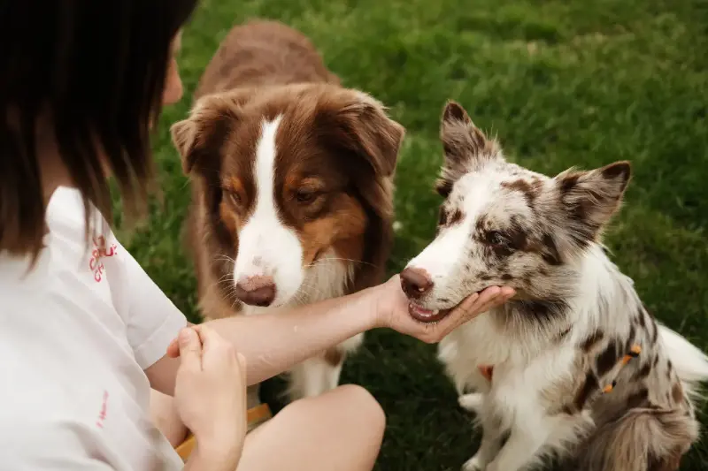 easy puppy training tips every australian owner should know