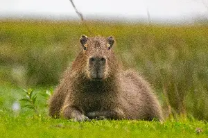 Meet The Capybara: The Giant Rodent That Wins Hearts And Unites The Wild
