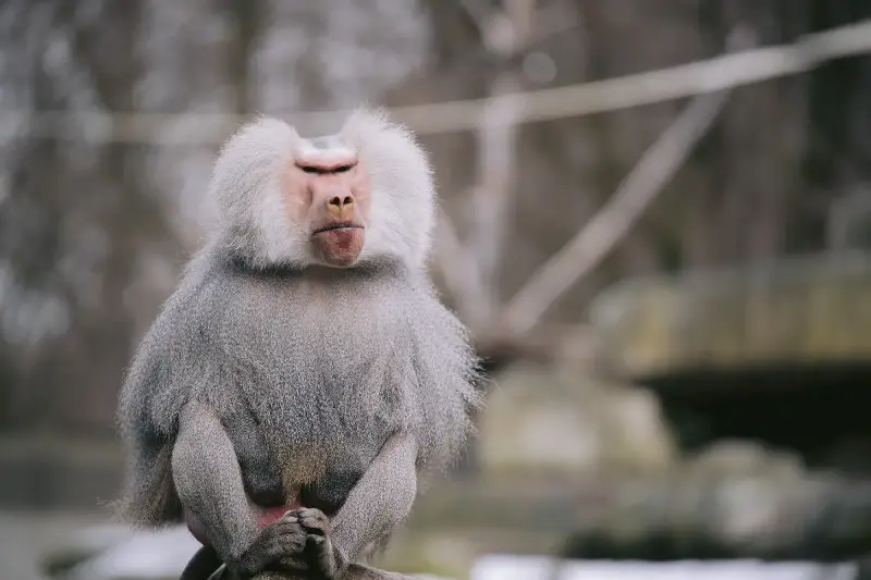 Baboon Brilliance: Discover The Bold And Social Geniuses Of Africa’s Wild