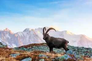 Fearless Ibex Mountain Climbers Stun The World With Gravity-Defying Feats