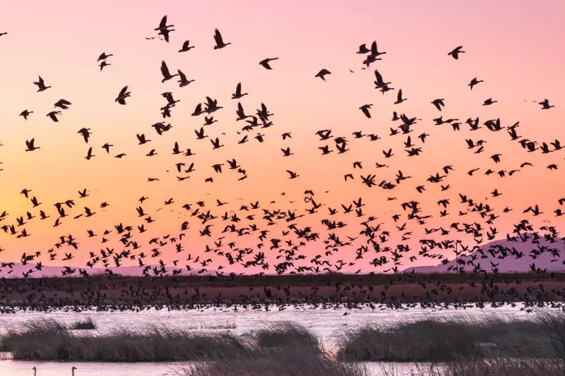 Observer les oiseaux migrateurs, une passion qui gagne du terrain chaque année