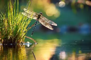 Architects of the Pond: How Dragonfly Presence Signals a Healthy Wetland