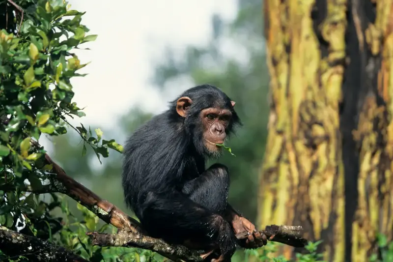 Can Animals Truly Think Like Us? Shocking Facts Rock Science World