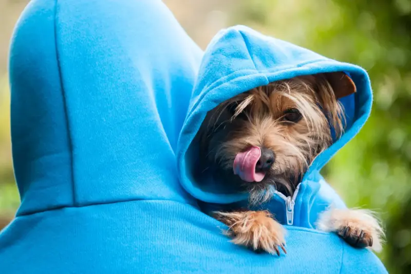 ¿Necesitan los Perros Ropa en Primavera? Guía para Saberlo