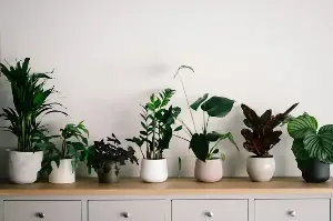 Freshen Your Home In Style 🌿 With Indoor Plants That Banish Odours And Elevate Every Corner ✨