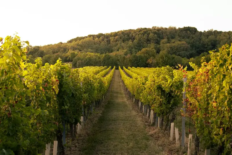 Entspannter Weingenuss: Warum du Weinregionen im Spätsommer neu entdecken solltest