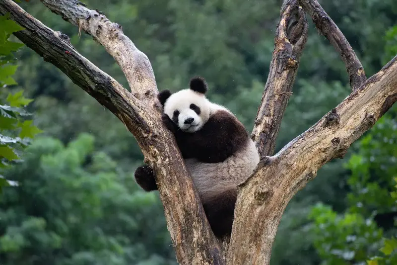 The Secret World Of Pandas: Surprising Facts About Their Habitat, Diet And Playfulness