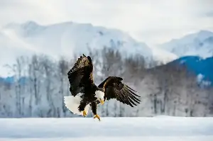 The Astonishing World Of Eagles: Unmatched Power And The Best Eyes In The Animal Kingdom