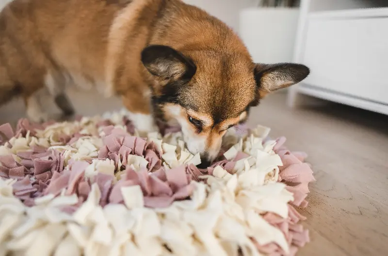 嗅覺遊戲替代散步的科學依據