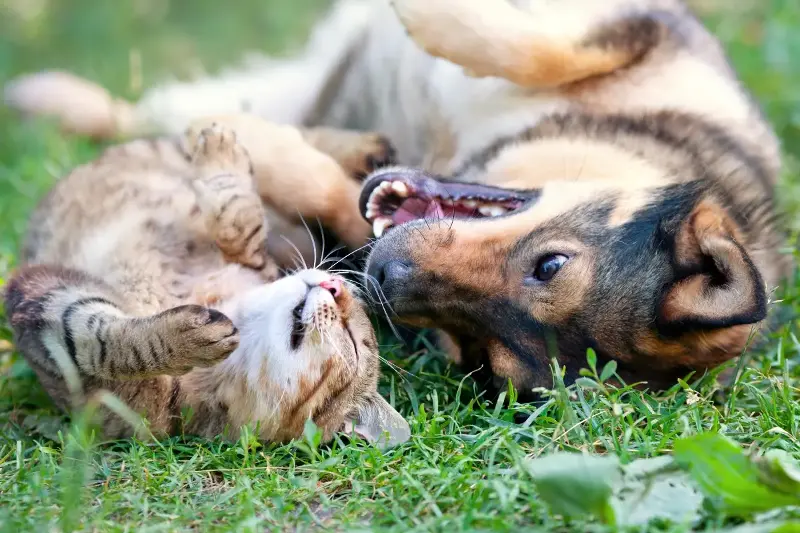 Estudio revela una diferencia clásica: perros ayudan, gatos esperan recompensa