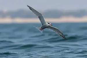 How Migratory Birds Navigate: Uncovering the Invisible Superpowers Guiding Their Journeys