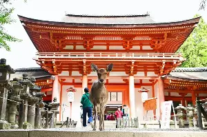 奈良小鹿公園散步