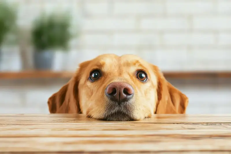 Los perros leen nuestras emociones: miedo, tristeza e ira