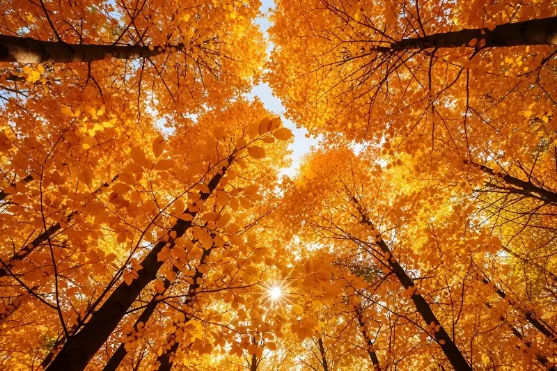 The Fascinating Science Explaining Why Autumn Leaves Turn Red, Orange, And Gold