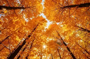The Fascinating Science Explaining Why Autumn Leaves Turn Red, Orange, And Gold