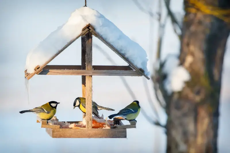 Nichoirs et mangeoires : comment les jardins urbains attirent de nouveau les oiseaux